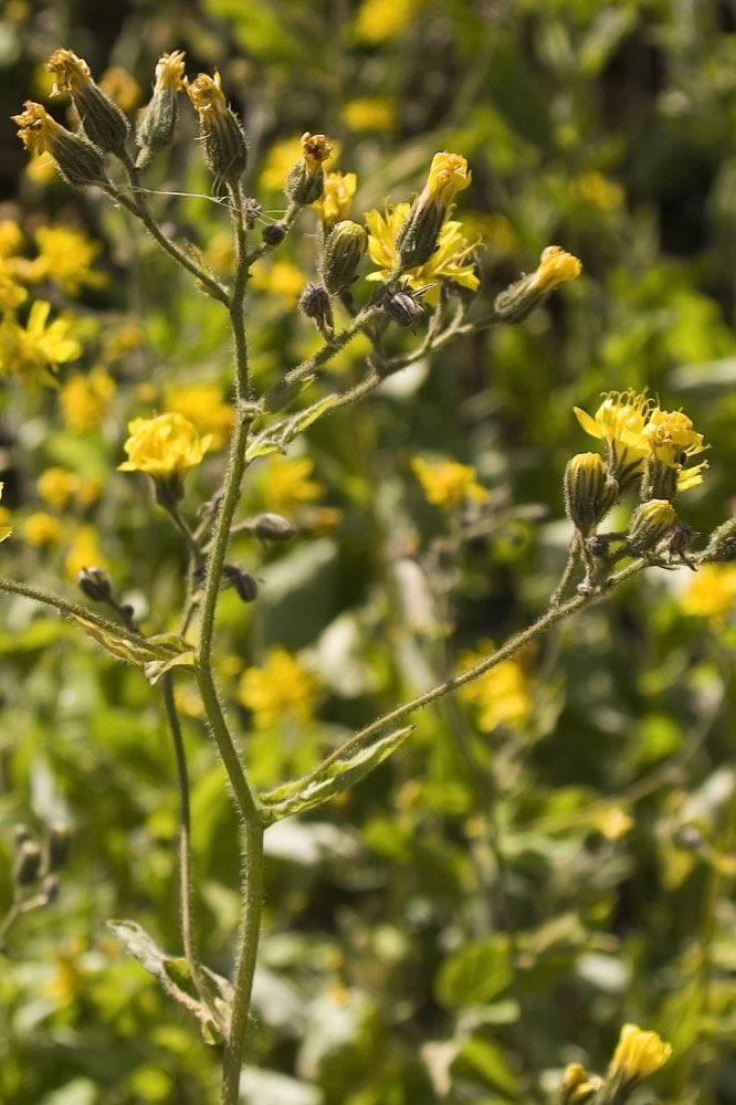 Hieracium prenanthoides / Sparviere a foglie di Prenanthes